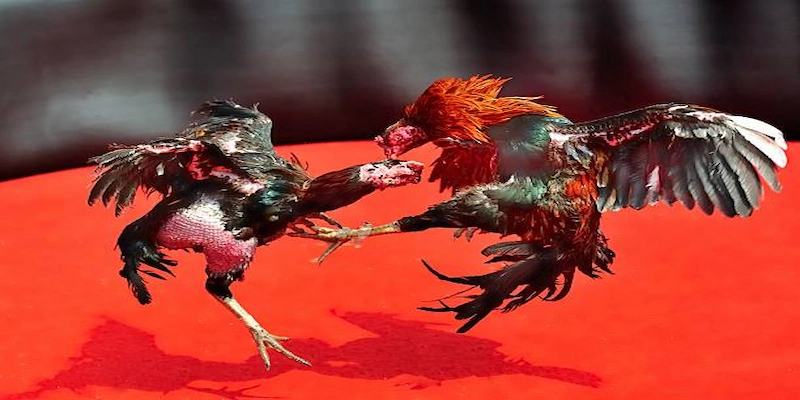 Trải nghiệm trực tiếp và sống động